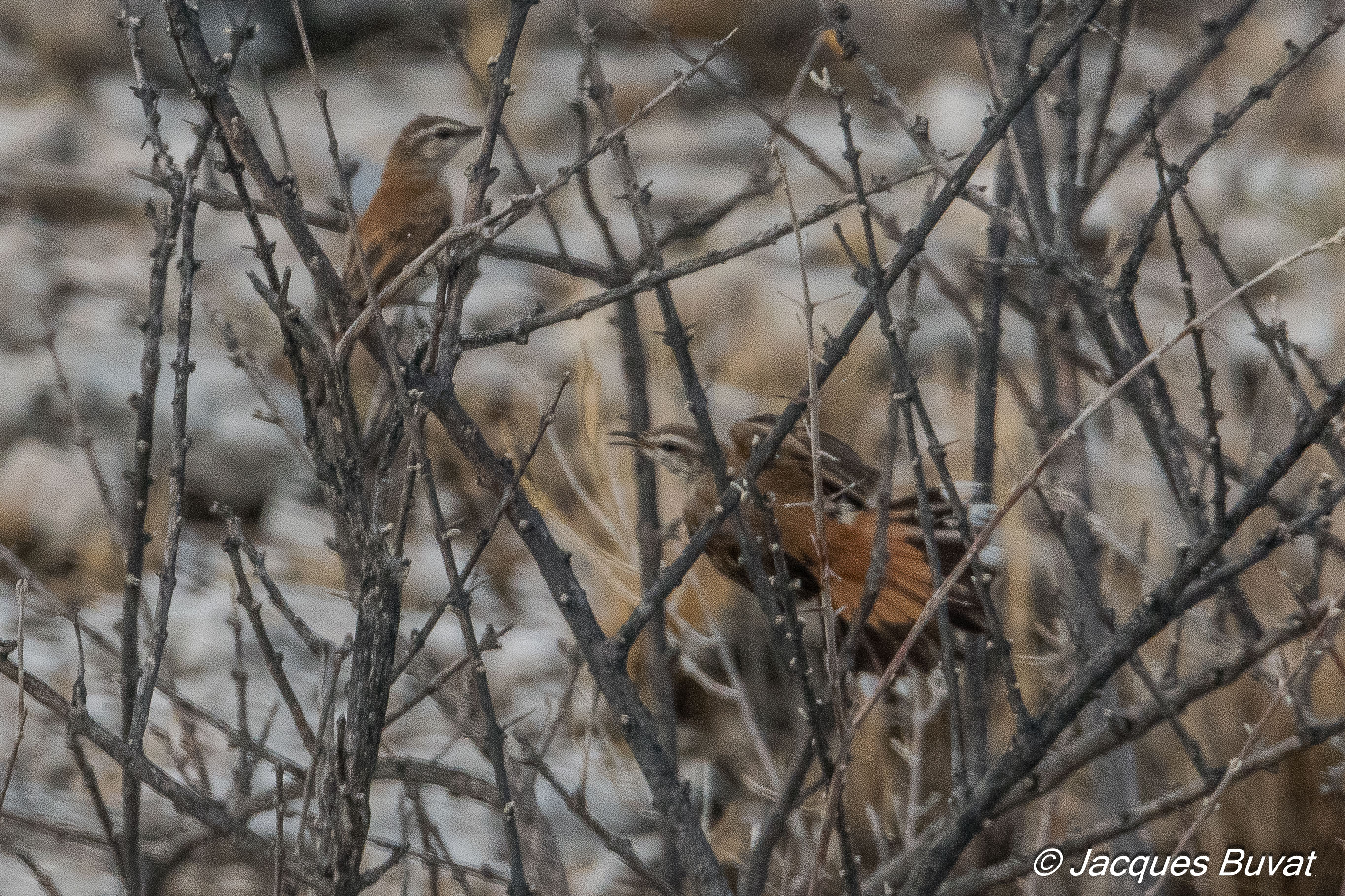 Agrobate du Kalahari (Kalahari scrub-robin, Cercotrichas paena), couple avec comportement de cour chez le mâle, Namutoni, Parc National d'Etosha, Namibie. 